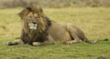 Картинка животные львы царь