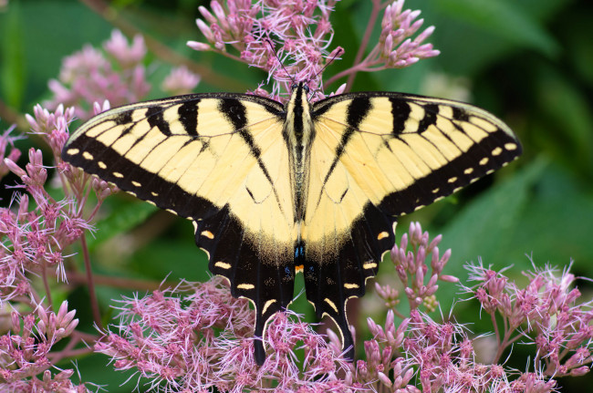 Обои картинки фото животные, бабочки,  мотыльки,  моли, бабочка