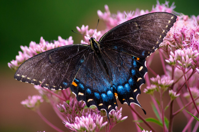 Обои картинки фото животные, бабочки,  мотыльки,  моли, бабочка