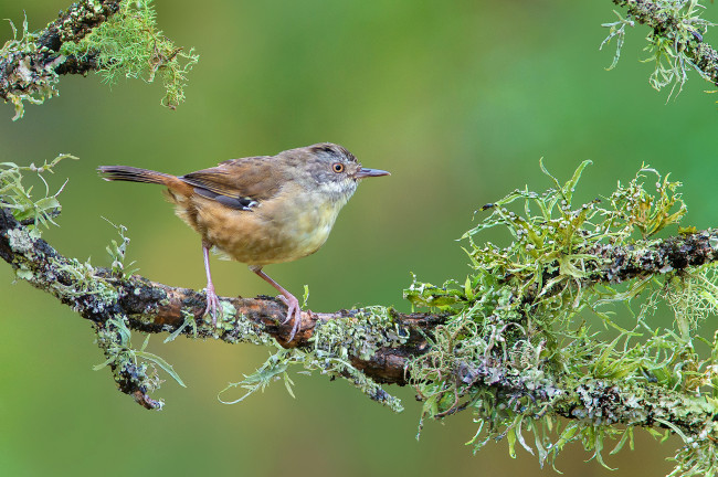Обои картинки фото животные, птицы, птичка