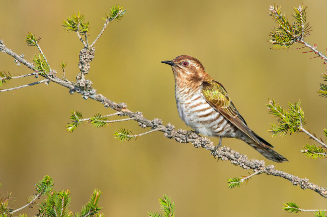 Обои картинки фото животные, птицы, птичка