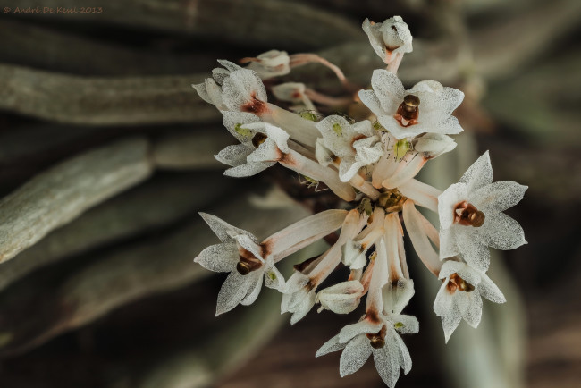 Обои картинки фото цветы, макро, тля