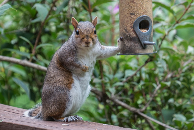 Обои картинки фото животные, белки, белка
