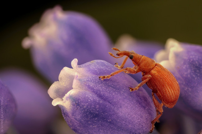 Обои картинки фото животные, насекомые, жук, цветы, макро