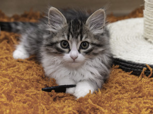 Картинка животные коты киса