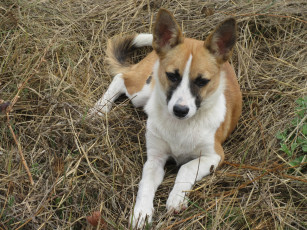 Картинка животные собаки собака