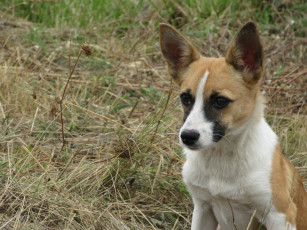 Картинка животные собаки собака