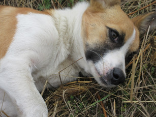 Картинка животные собаки собака