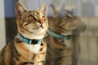 Картинка животные коты киса