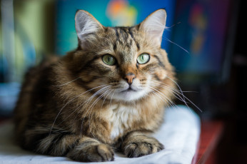 Картинка животные коты киса