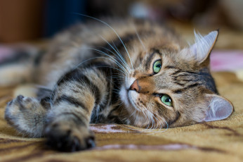 Картинка животные коты киса