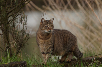 Картинка животные коты киса