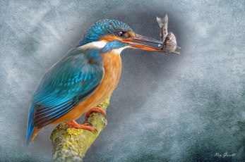 Картинка рисованное животные фон птица живопись ветка зимородок