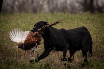 Картинка животные разные+вместе птица охота растения черный цвет
