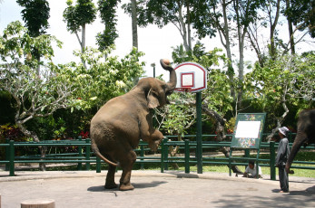 Картинка животные слоны слон