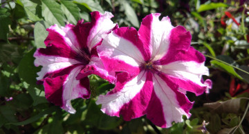 Картинка цветы петунии +калибрахоа полосатые