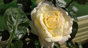 Картинка цветы розы жёлтая