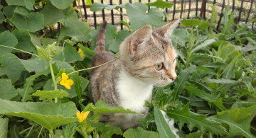 Картинка животные коты кошка