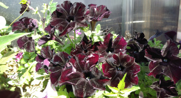 Картинка цветы петунии +калибрахоа чёрные