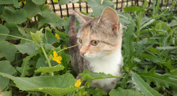 Картинка животные коты кошка