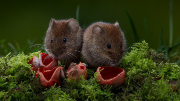 Картинка животные крысы +мыши мышки