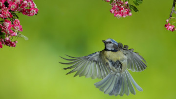 Картинка животные синицы +лазоревки синица