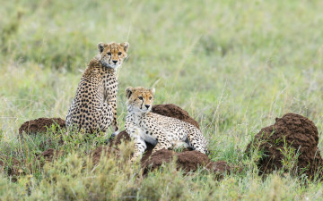 Картинка животные гепарды двое растения взгляд
