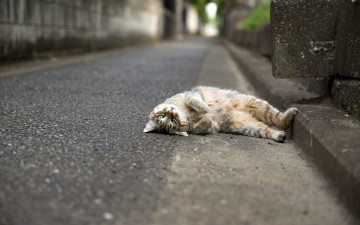 Картинка животные коты дорога взгляд