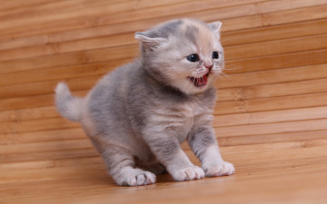 Картинка животные коты котенок