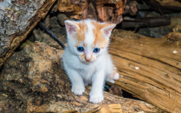 Картинка животные коты котенок