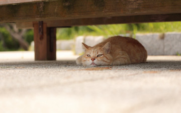 Картинка животные коты отдых рыжий цвет