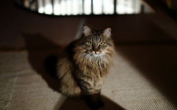 Картинка животные коты взгляд