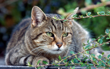 Картинка животные коты взгляд