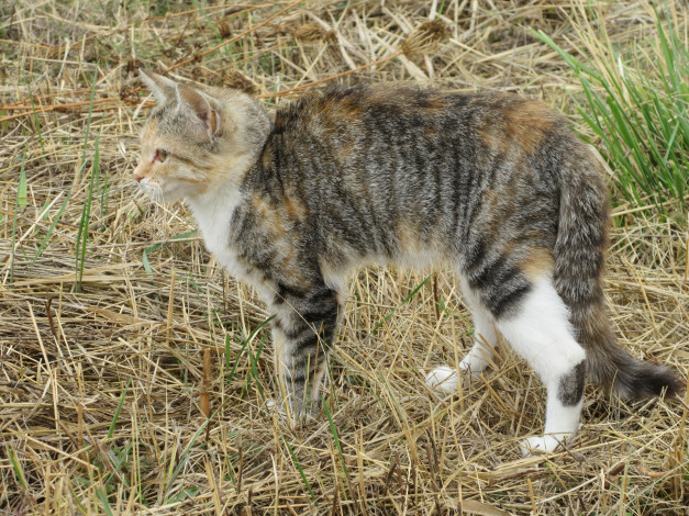 Обои картинки фото животные, коты, кошка