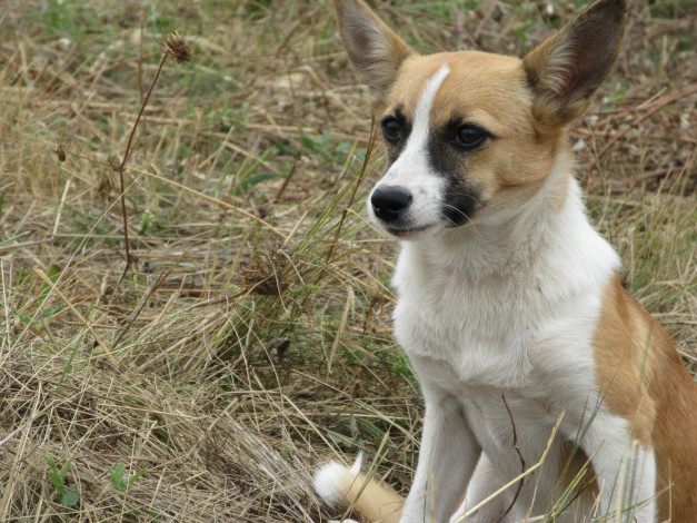 Обои картинки фото животные, собаки, собака