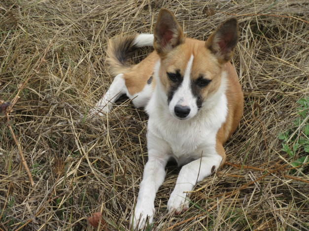 Обои картинки фото животные, собаки, собака