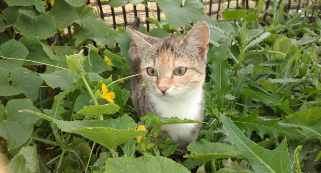 Обои картинки фото животные, коты, кошка