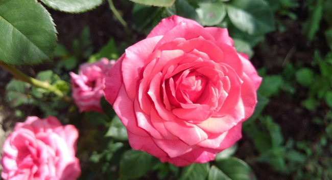 Обои картинки фото цветы, розы, розовый