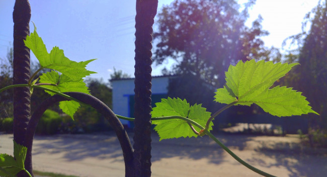 Обои картинки фото природа, листья, хмель