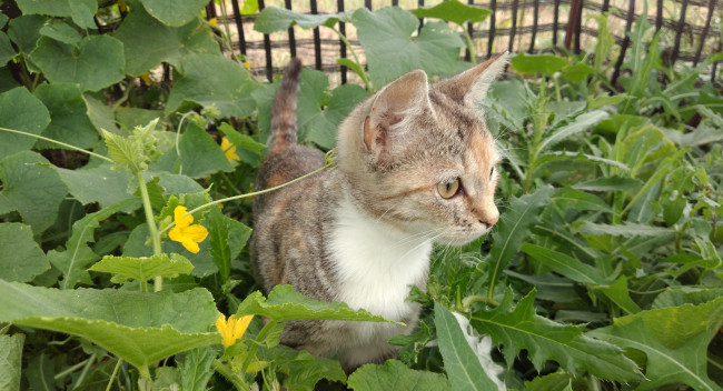 Обои картинки фото животные, коты, кошка