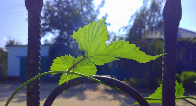 Обои картинки фото природа, листья, лист