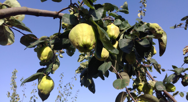 Обои картинки фото природа, плоды, айва