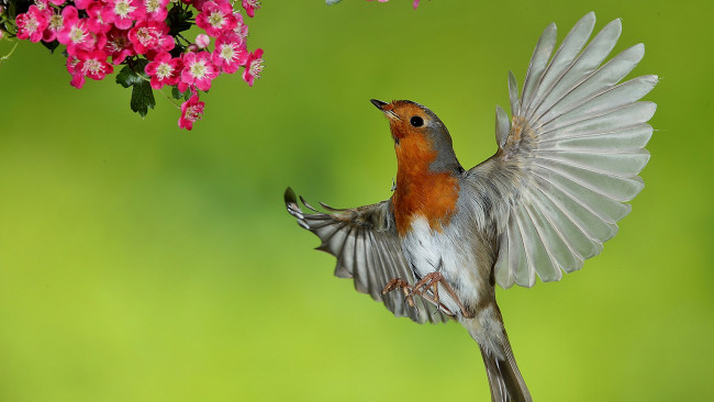 Обои картинки фото животные, синицы,  лазоревки, птица
