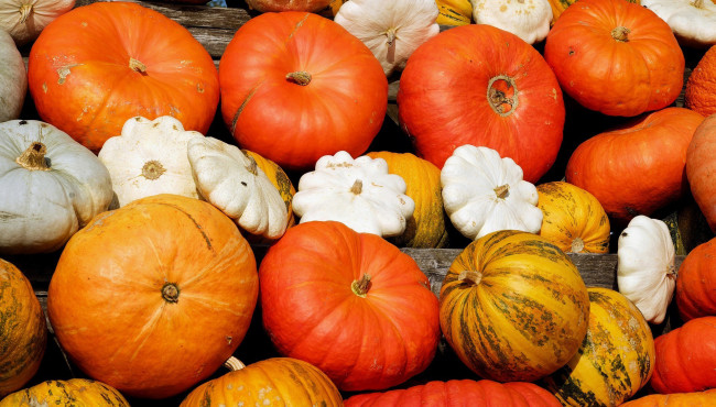 Обои картинки фото еда, овощи, много, урожай, патиссоны, тыквы