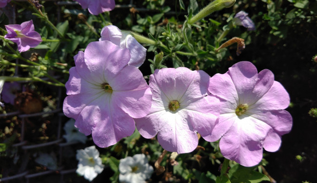 Обои картинки фото цветы, петунии,  калибрахоа, трио