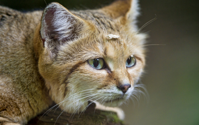 Обои картинки фото животные, дикие кошки, взгляд, морда