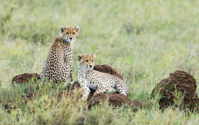 Обои картинки фото животные, гепарды, двое, растения, взгляд