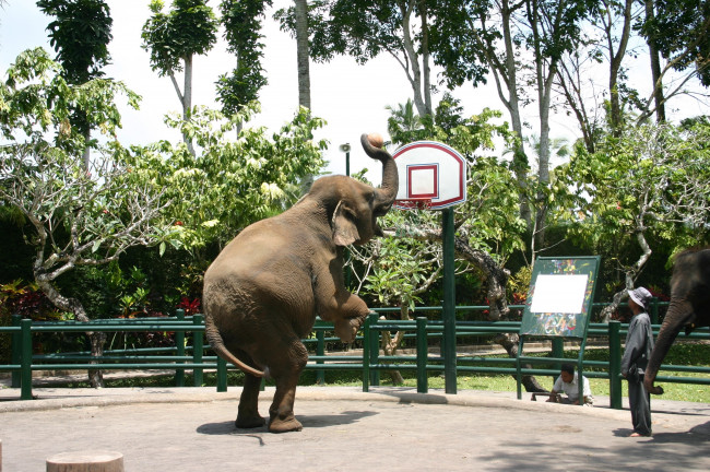 Обои картинки фото животные, слоны, слон