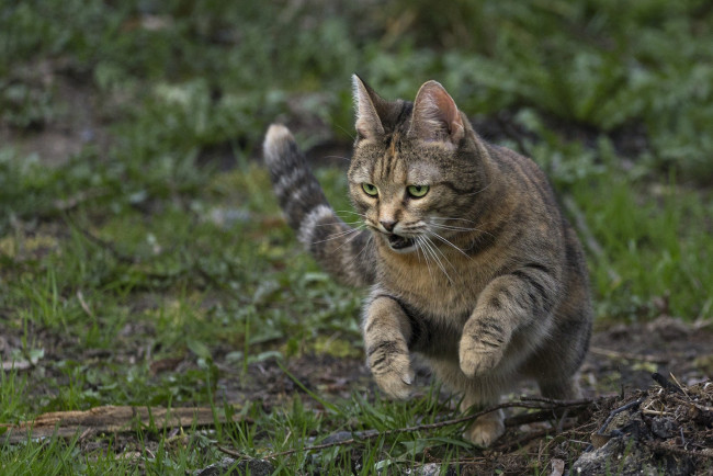 Обои картинки фото животные, коты, киса