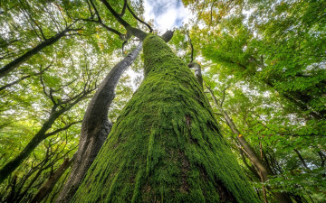 Картинка природа деревья старое дерево ствол мох
